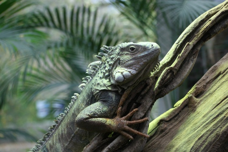 Wallpapers Animals Reptils - Misc iguane