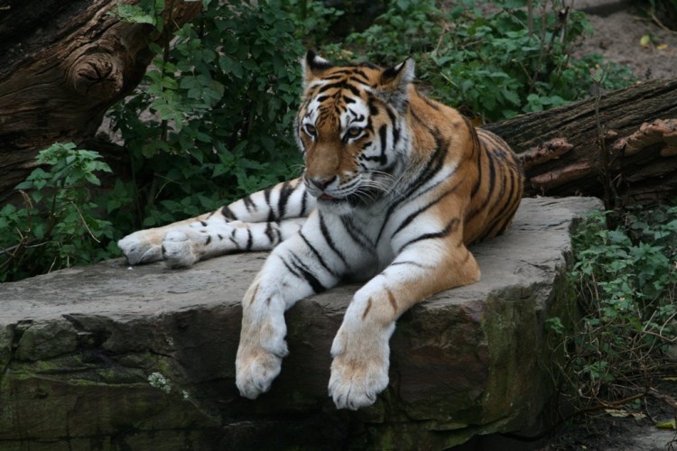 Wallpapers Animals Felines - Tigers tiger