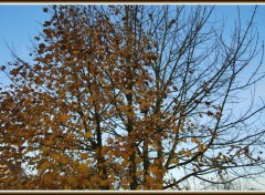 Fonds d'cran Nature Automne ou hiver ?