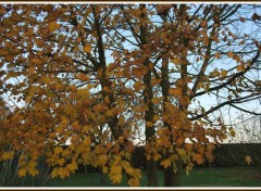 Fonds d'cran Nature Les dernires feuilles