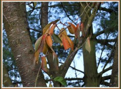 Fonds d'cran Nature Les dernires feuilles