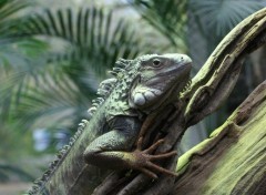 Fonds d'cran Animaux iguane