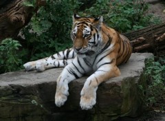 Fonds d'cran Animaux tiger