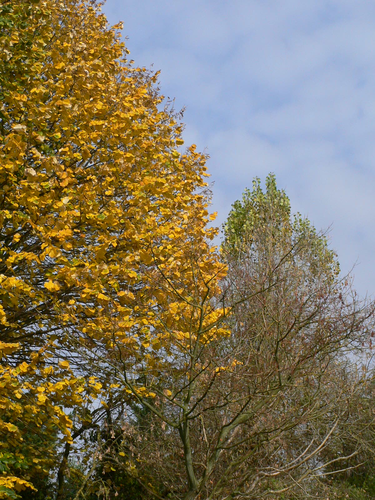 Fonds d'cran Nature Saisons - Automne Perspective d'automne