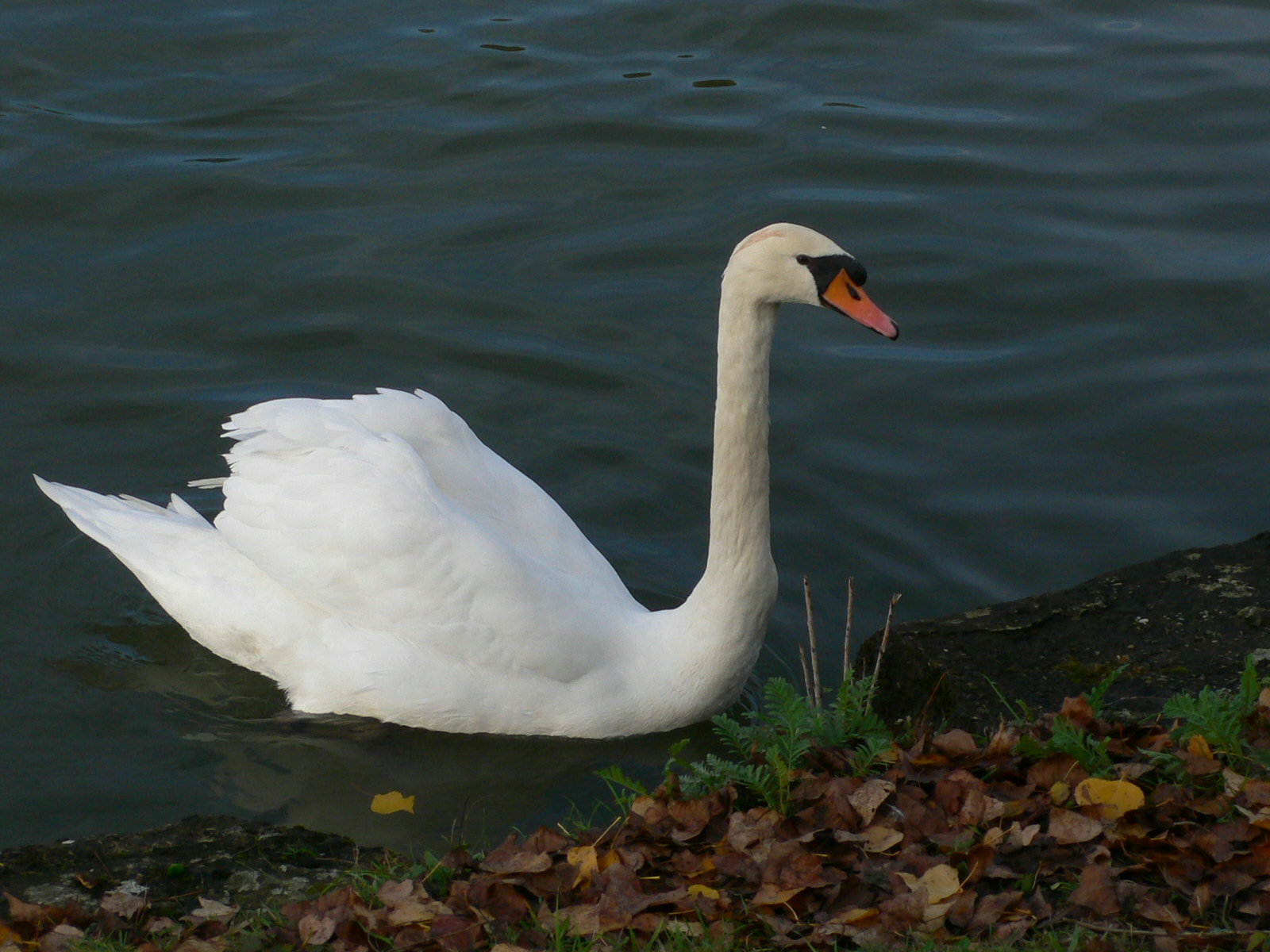 Wallpapers Animals Birds - Swans Cygne accostant  son port d'attache