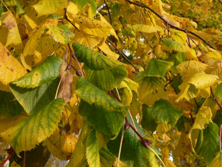 Fonds d'cran Nature Feuilles - Feuillages Automne : les feuilles vertes font de la rsistance !