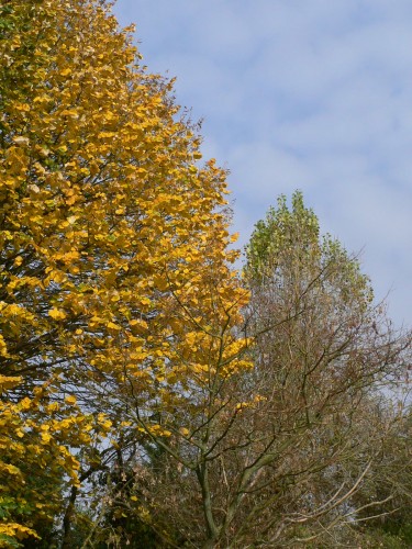 Fonds d'cran Nature Saisons - Automne Perspective d'automne