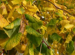 Fonds d'cran Nature Automne : les feuilles vertes font de la rsistance !