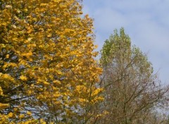 Fonds d'cran Nature Perspective d'automne