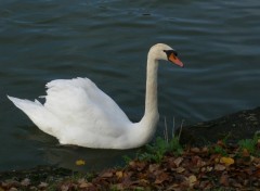 Wallpapers Animals Cygne accostant  son port d'attache