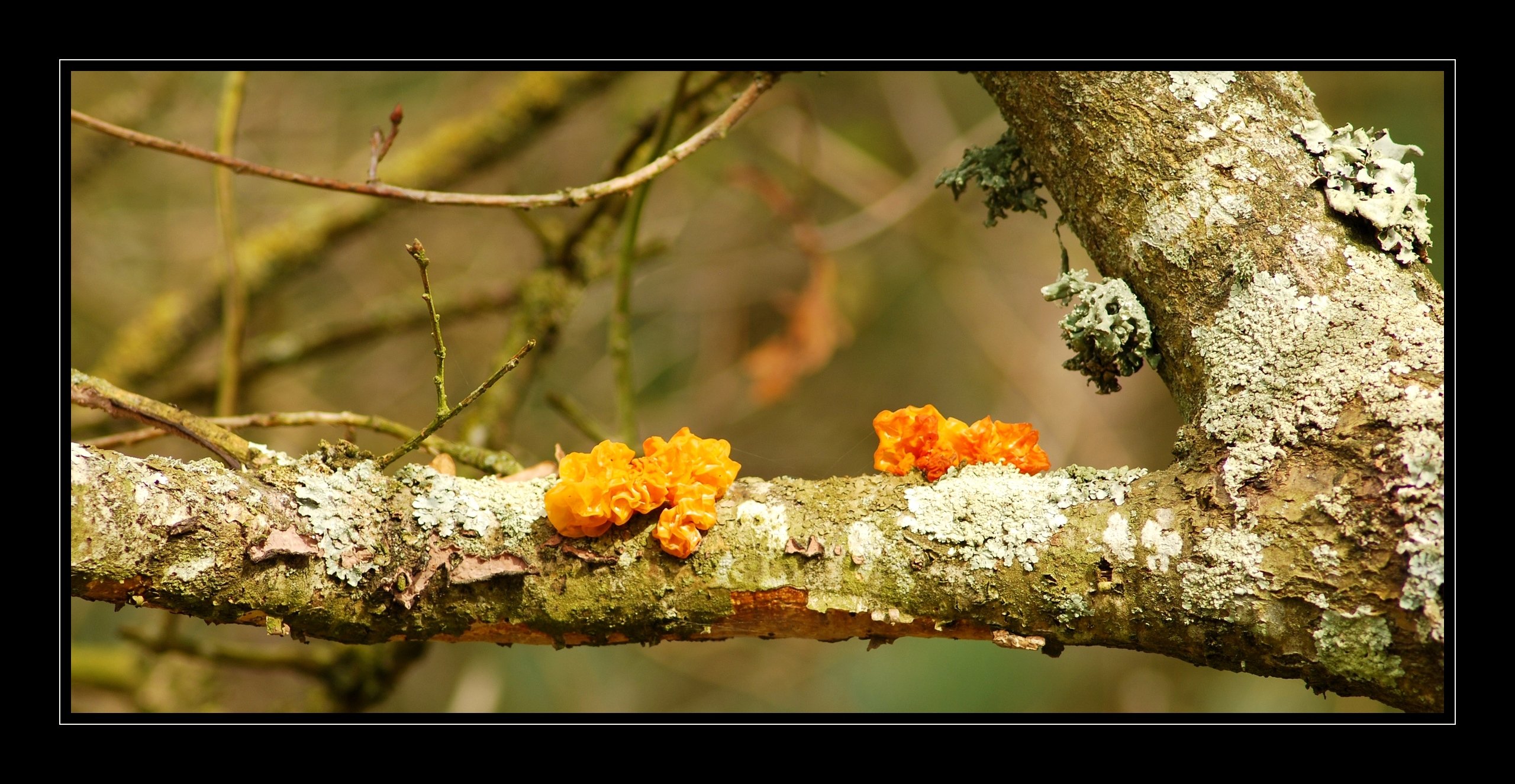 Wallpapers Nature Mushrooms Drles de Champignons