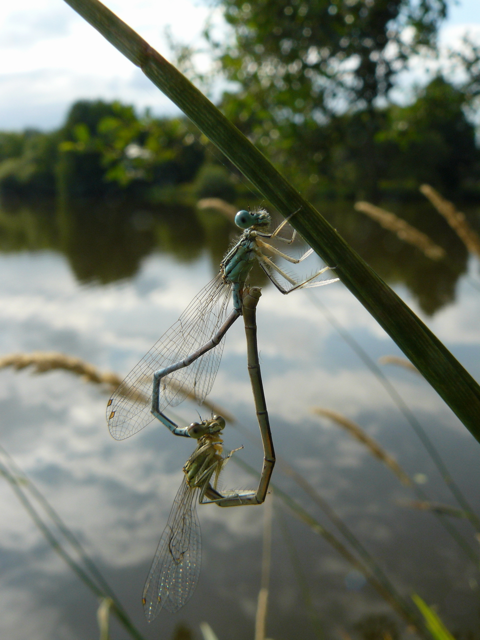 Fonds d'cran Animaux Insectes - Libellules Couple de libellules