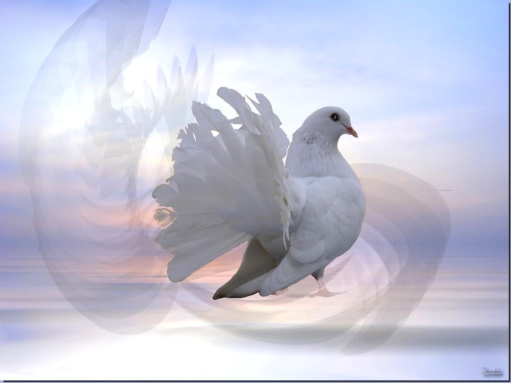 Wallpapers Animals Birds - Pigeons and Doves Pigeon 