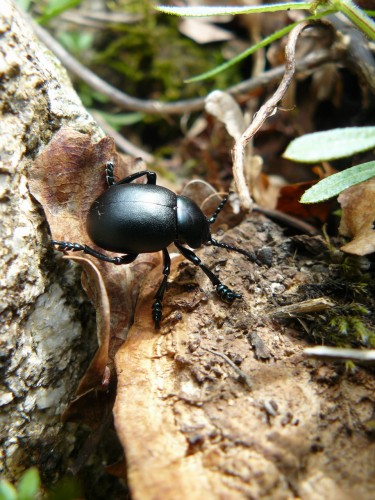 Fonds d'cran Animaux Insectes - Scarabes Scarab commun