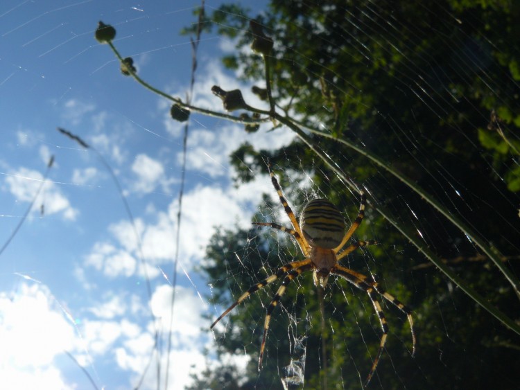 Fonds d'cran Animaux Araignes Argiope frelon en contre jour