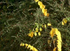 Fonds d'cran Nature Jaune poussin d'automne