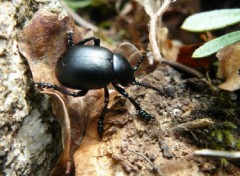 Fonds d'cran Animaux Scarab commun