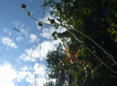 Fonds d'cran Animaux Argiope frelon en contre jour