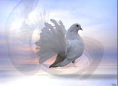 Fonds d'cran Animaux Pigeon 