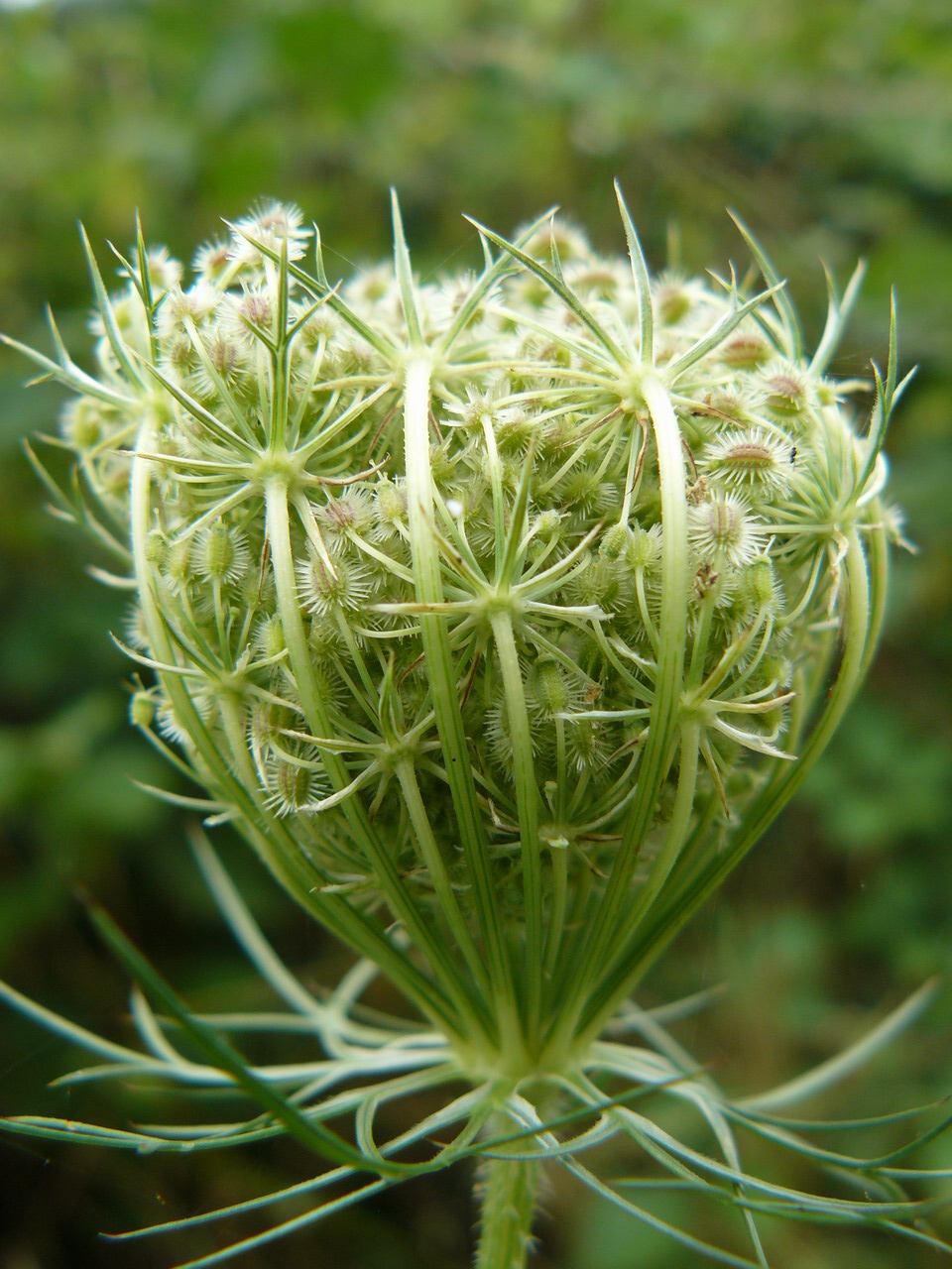 Fonds d'cran Nature Fleurs 