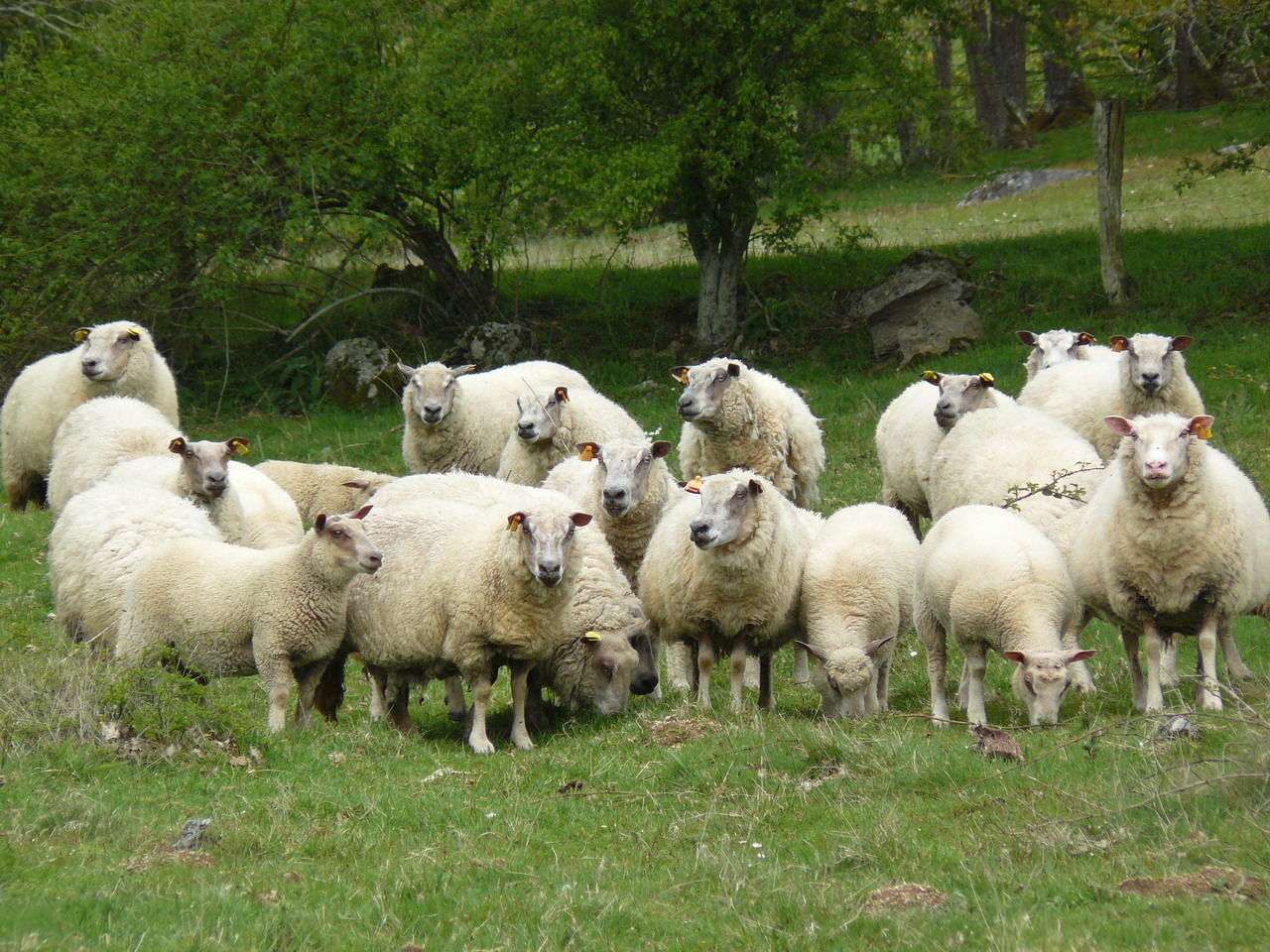 Fonds d'cran Animaux Moutons - Mouflons Famille de moutons