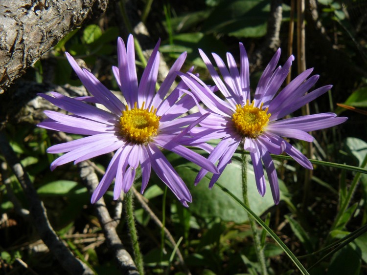 Wallpapers Nature Flowers Fleurs