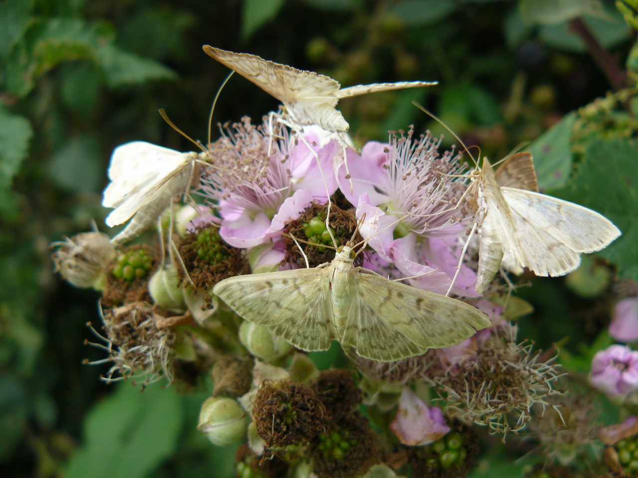 Fonds d'cran Animaux Insectes - Papillons djeuner chez les papillons