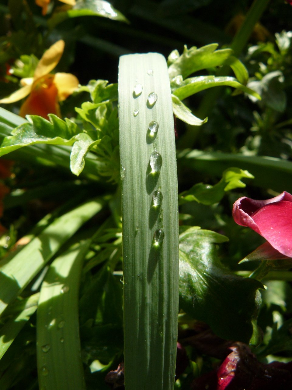 Wallpapers Nature Water - Drops Apres l'orage