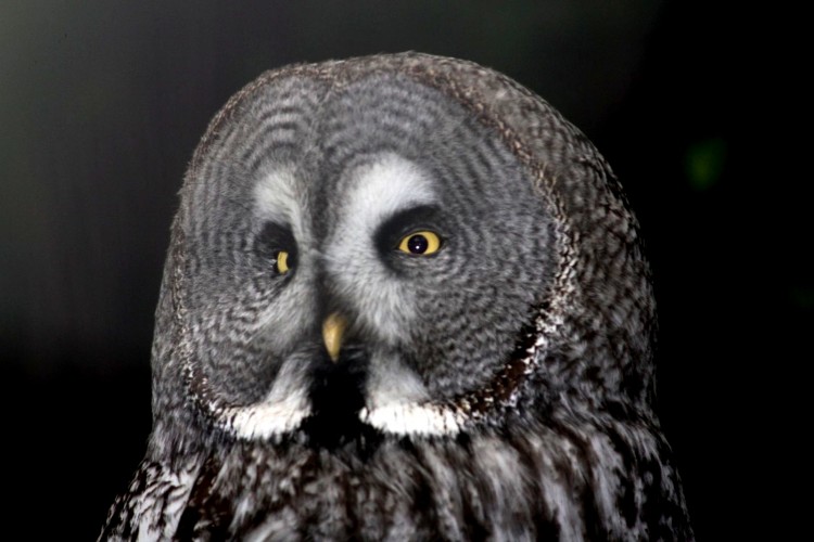 Fonds d'cran Animaux Oiseaux - Hiboux et Chouettes Chouette au Zoo de Lille