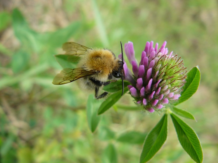 Fonds d'cran Animaux Insectes - Abeilles Gupes ... Bourdon et trfle