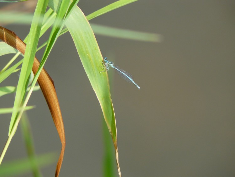 Fonds d'cran Animaux Insectes - Libellules Demoiselle