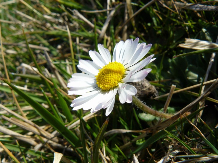 Wallpapers Nature Flowers Paquerette