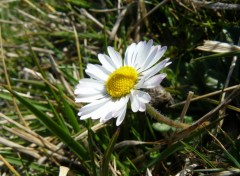 Fonds d'cran Nature Paquerette