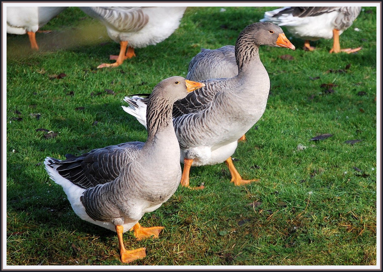 Fonds d'cran Animaux Oiseaux - Oies Les oies