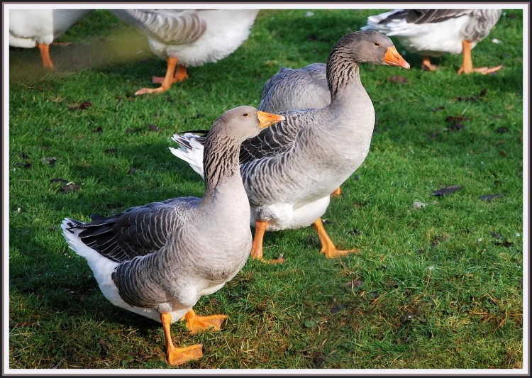 Fonds d'cran Animaux Oiseaux - Oies Les oies