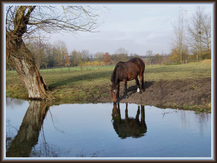 Fonds d'cran Animaux Chevaux La Somme et l'talon