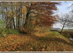 Fonds d'cran Nature Chemin d'automne