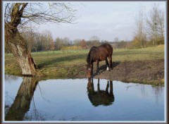 Fonds d'cran Animaux La Somme et l'talon