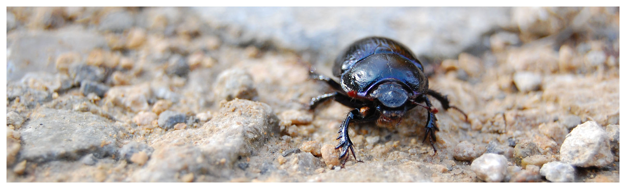 Fonds d'cran Animaux Insectes - Scarabes insecte