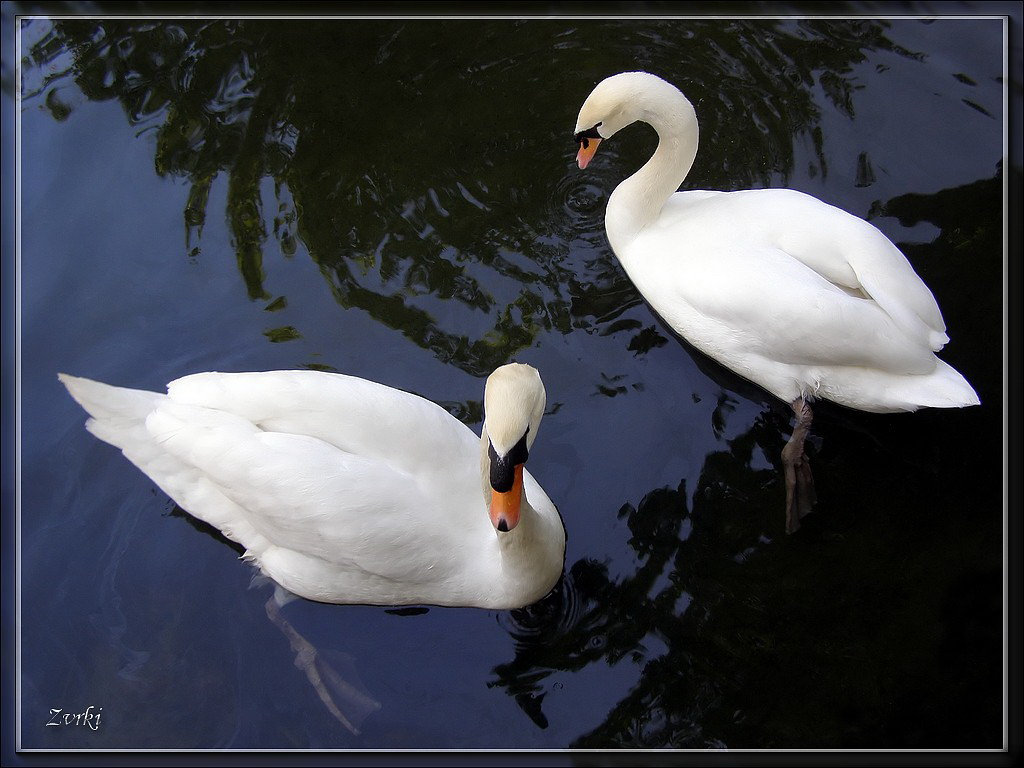 Wallpapers Animals Birds - Swans Deux Cygnes 26408