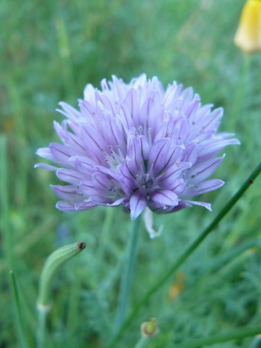 Wallpapers Nature Flowers Fleur bleue