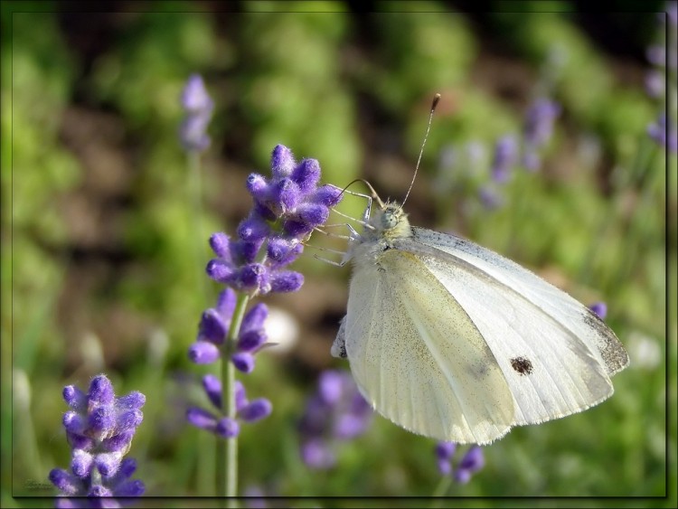 Fonds d'cran Animaux Insectes - Papillons Papillon 10608 5