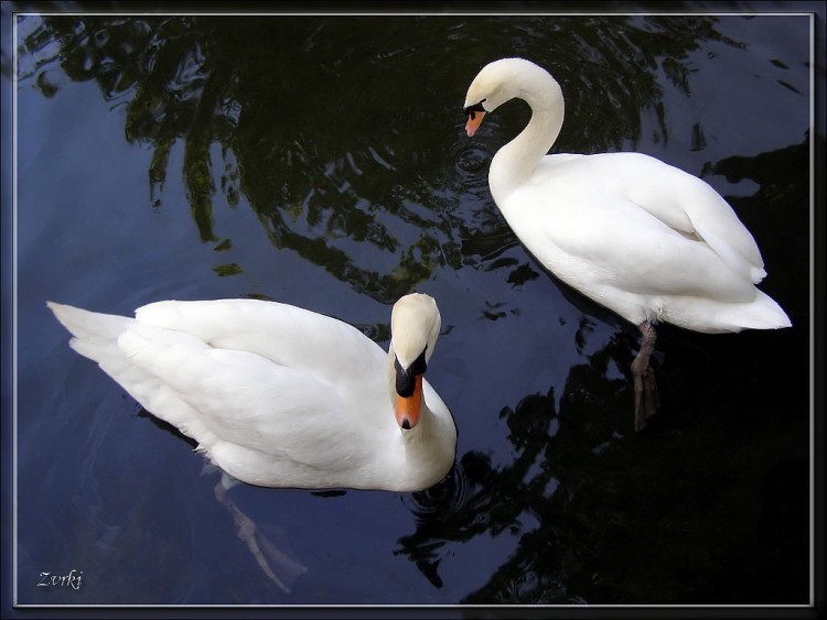 Fonds d'cran Animaux Oiseaux - Cygnes Deux Cygnes 26408