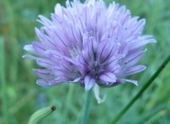 Fonds d'cran Nature Fleur bleue