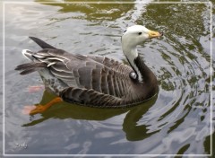 Wallpapers Animals Canard 12508b