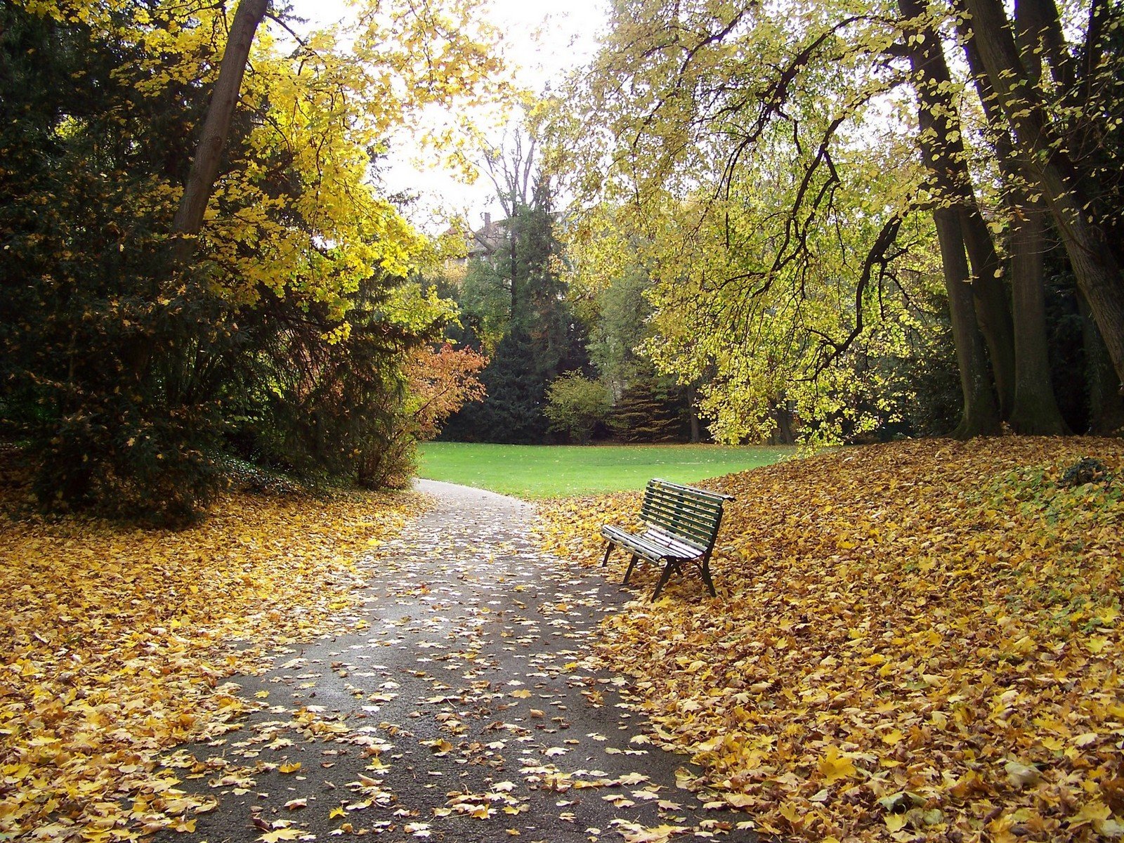 Fonds d'cran Nature Arbres - Forts parc geneve