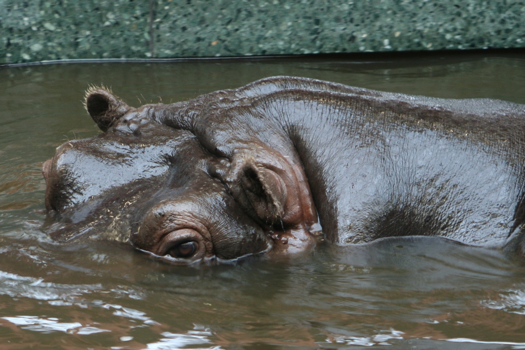 Wallpapers Animals Hippopotamuses regard