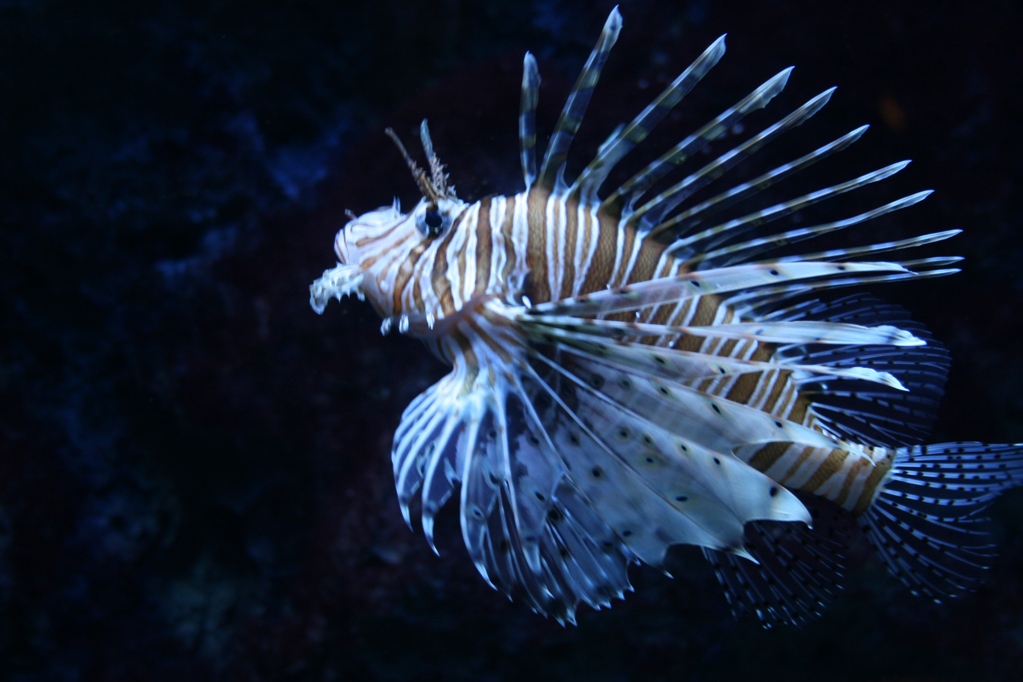 Fonds d'cran Animaux Vie marine - Poissons pointu