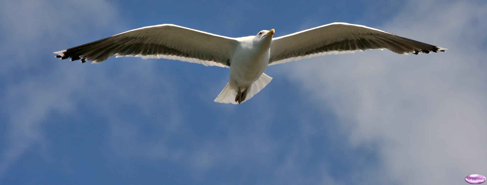 Wallpapers Animals Birds - Gulls Concarneau