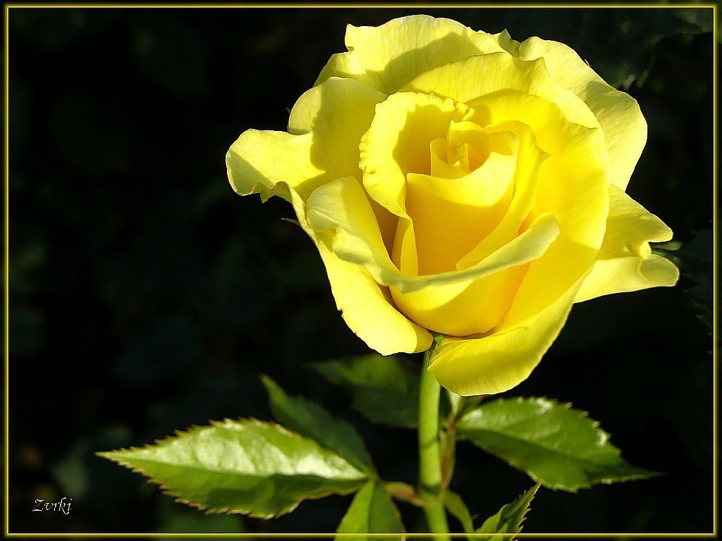 Wallpapers Nature Flowers Rose jaune 3608b